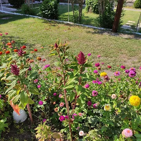 Nea Zoi * Мораитика